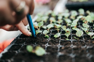 Kadının ellerinin küçük çiçek tohumlarını yere sererken makro çekimini kapat.