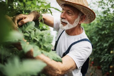 Mutlu ve gülümseyen son sınıf öğrencisi serada çalışıyor..