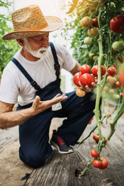 Mutlu ve gülümseyen son sınıf öğrencisi serada çalışıyor..