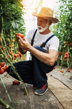 Mutlu ve gülümseyen son sınıf öğrencisi serada çalışıyor..