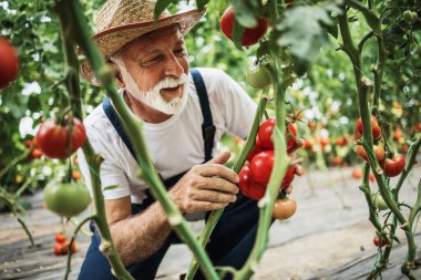 Mutlu ve gülümseyen son sınıf öğrencisi serada çalışıyor..