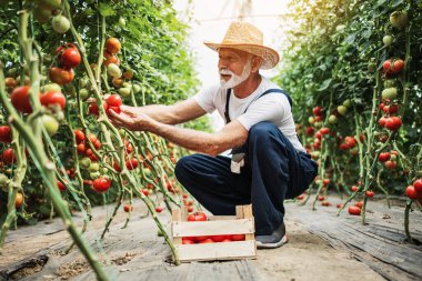 Mutlu ve gülümseyen son sınıf öğrencisi serada çalışıyor..