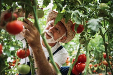 Mutlu ve gülümseyen son sınıf öğrencisi serada çalışıyor..