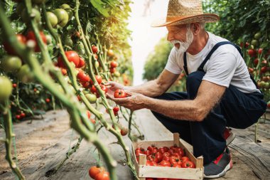 Mutlu ve gülümseyen son sınıf öğrencisi serada çalışıyor..