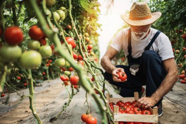 Mutlu ve gülümseyen son sınıf öğrencisi serada çalışıyor..