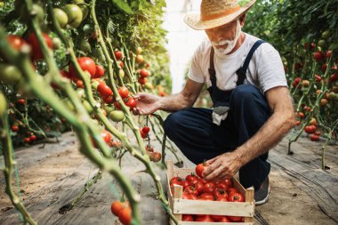 Mutlu ve gülümseyen son sınıf öğrencisi serada çalışıyor..