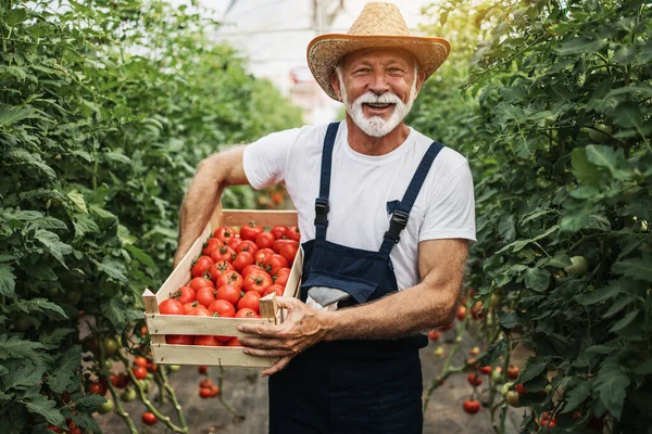 Glücklich Lächelnder Älterer Herr Der Gewächshaus Arbeitet — Stockfoto