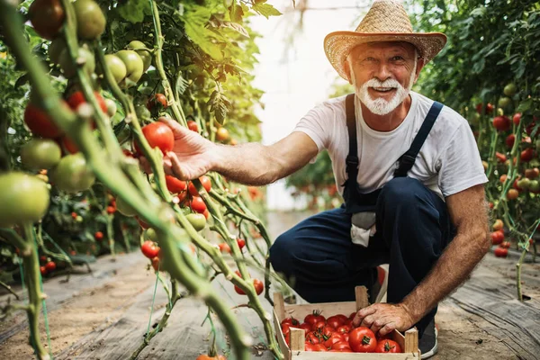 Homem Idoso Feliz Sorridente Trabalhando Estufa — Fotografia de Stock