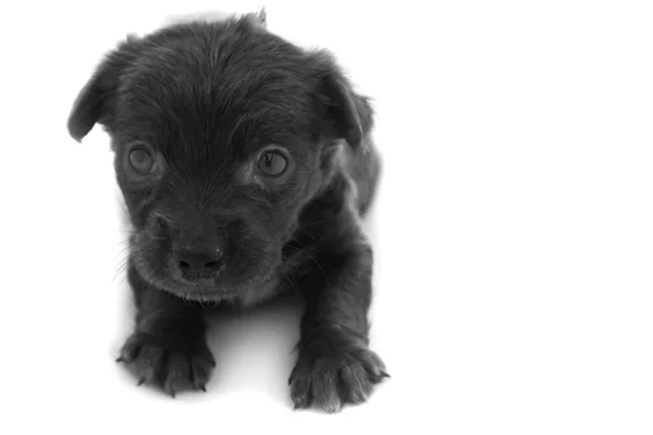 Close up bebé perro sucio color negro sobre fondo blanco, enfoque selectivo — Foto de Stock