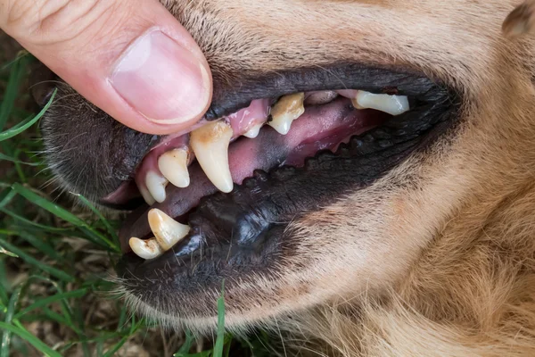 Nahaufnahme Zähne alter Hund mit Zahnstein, zahnärztliche Hundekontrolle — Stockfoto