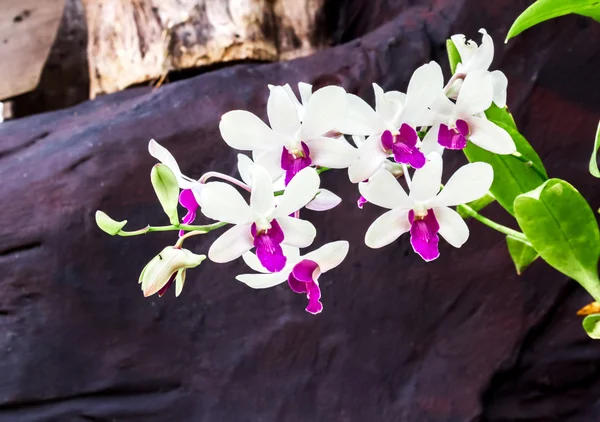 Солодкий колір квітки орхідеї в саду з кам'яним фоном — стокове фото