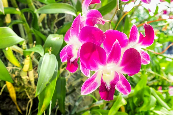 Рожева квітка орхідеї в саду — стокове фото
