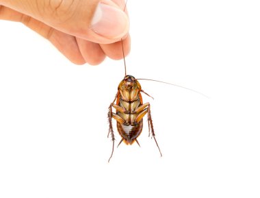 Closeup Hand hold dead cockroach on white background clipart