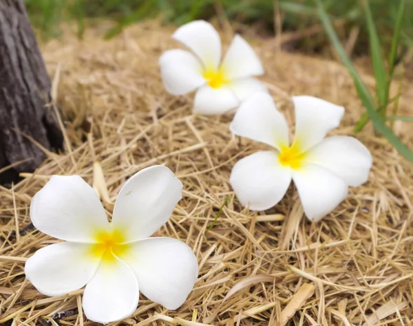 Живці квітів на суха трава, вибіркове фокус — стокове фото