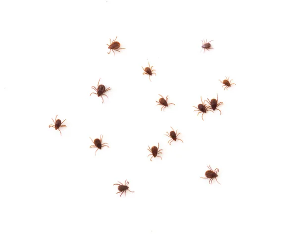 Nahaufnahme viele Zecken oder Parasiten auf weißem Hintergrund, Haustier heilen — Stockfoto