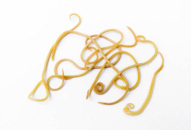 Helminthiasis Toksokara büyük köpek (köpek yuvarlak kurt olarak da bilinir) veya paraziter küçük köpek beyaz arka plan, evde beslenen hayvan sağlık kavramı üzerinde solucanlar