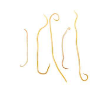 Helminthiasis Toxocara canis (also known as dog roundworm) or parasitic worms from little dog on white background, Pet health care concept clipart