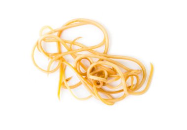 Helminthiasis Toksokara büyük köpek (köpek yuvarlak kurt olarak da bilinir) veya paraziter küçük köpek beyaz arka plan, evde beslenen hayvan sağlık kavramı üzerinde solucanlar