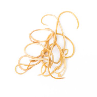 Helminthiasis Toksokara büyük köpek (köpek yuvarlak kurt olarak da bilinir) veya paraziter küçük köpek beyaz arka plan, evde beslenen hayvan sağlık kavramı üzerinde solucanlar