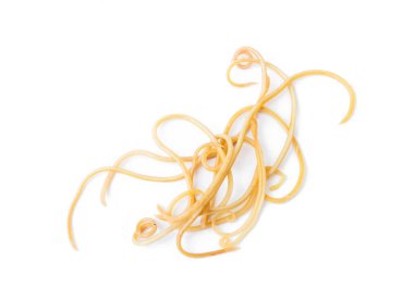 Helminthiasis Toksokara büyük köpek (köpek yuvarlak kurt olarak da bilinir) veya paraziter küçük köpek beyaz arka plan, evde beslenen hayvan sağlık kavramı üzerinde solucanlar