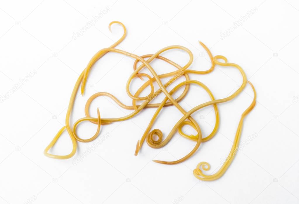 Helminthiasis Toxocara canis (also known as dog roundworm) or parasitic worms from little dog on white background, Pet health care concept