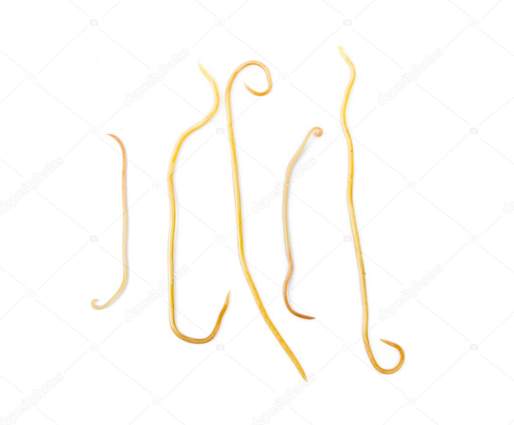 Helminthiasis Toxocara canis (also known as dog roundworm) or parasitic worms from little dog on white background, Pet health care concept