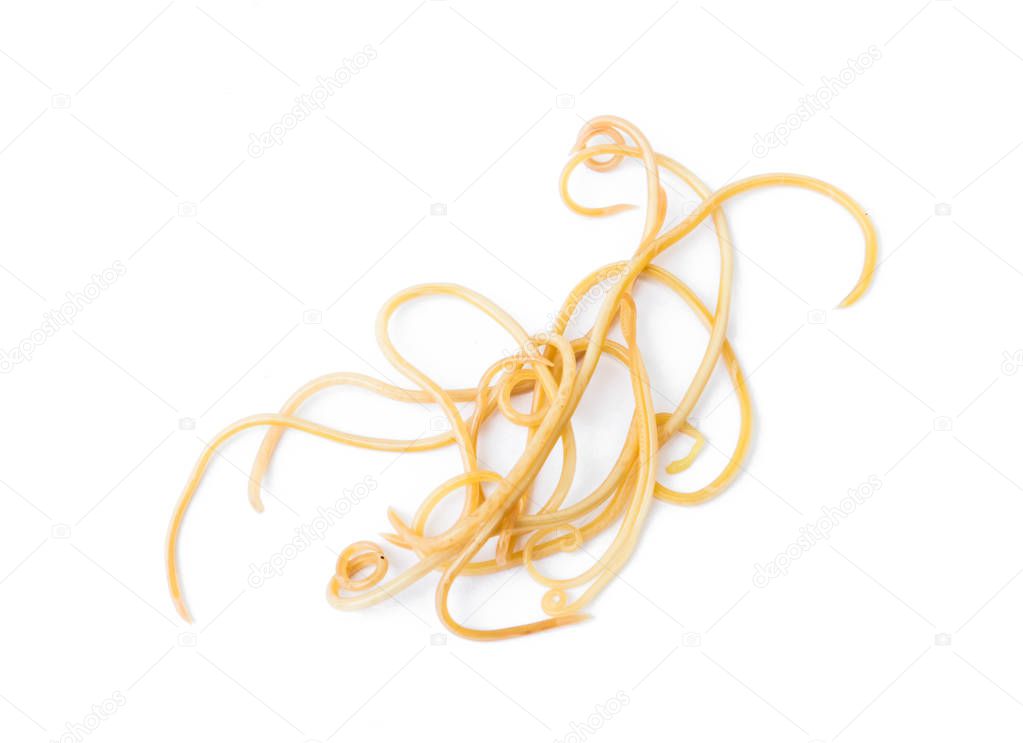 Are Worms In Dogs Contagious To Humans