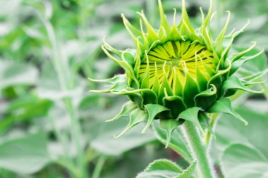 Portre genç ayçiçeği, seçici odak