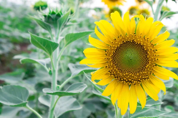 Närbild solros på fältet, selektivt fokus — Stockfoto