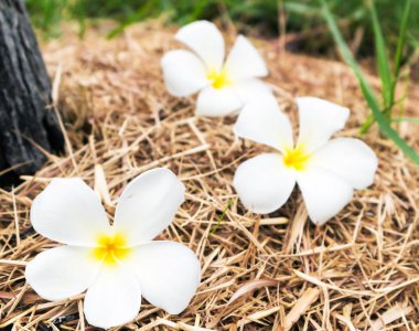 Plumeria kuru ot, seçici odak, doğa çiçek kavramı