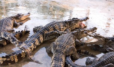 Timsah gıda feelling bekleyen gruptan