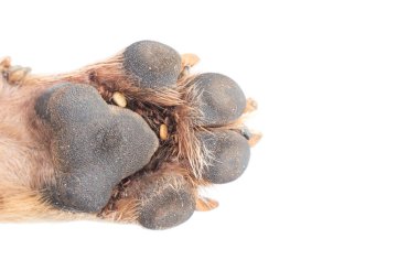 Closeup ayak köpek, seçici odak, birçok kene evde beslenen hayvan sağlıklı kavramı