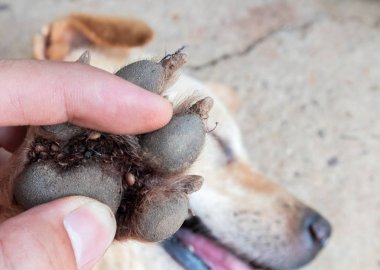 Closeup ayak köpek, seçici odak, birçok kene evde beslenen hayvan sağlıklı kavramı