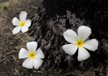 Beyaz plumeria çiçek üzgün, seçici odak