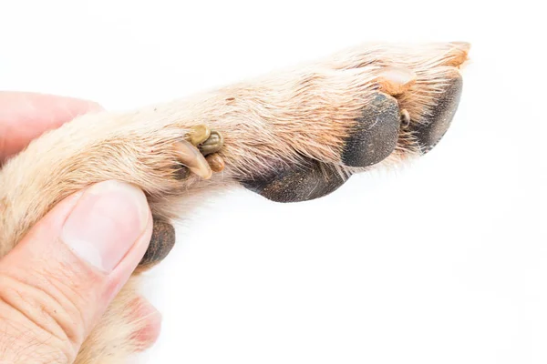 Nahaufnahme viele Zecken am Fuß des Hundes, selektiver Fokus, weißer Hintergrund — Stockfoto