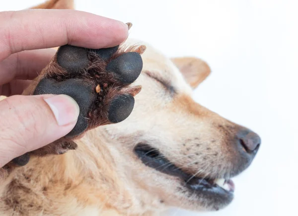 Nahaufnahme viele Zecken am Fuß Hund, selektiver Fokus, Haustier gesundes Konzept — Stockfoto