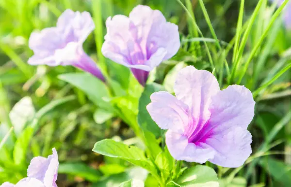 Fiori viola su erba verde con luce del mattino — Foto Stock