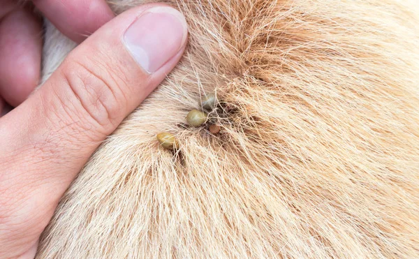 Closeup many ticks or parasitic on the dog, Pet health care concept, selective focus