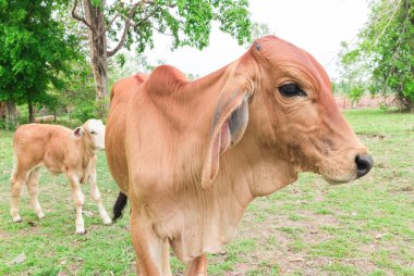 Genç buzağıyı çim Bahçe, seçici odak üzerinde