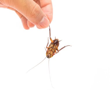 Hand hold dead cockroach on white background clipart