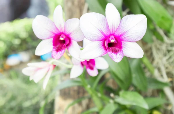 Квітка орхідеї на городі — стокове фото