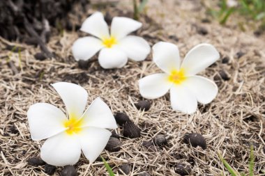 Plumeria kuru ot, seçici odak üzerinde