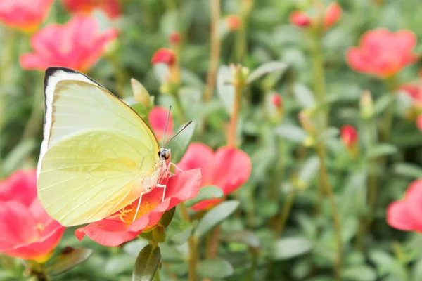 나비는 gardent에 분홍색 꽃에 노란 색상 — 스톡 사진