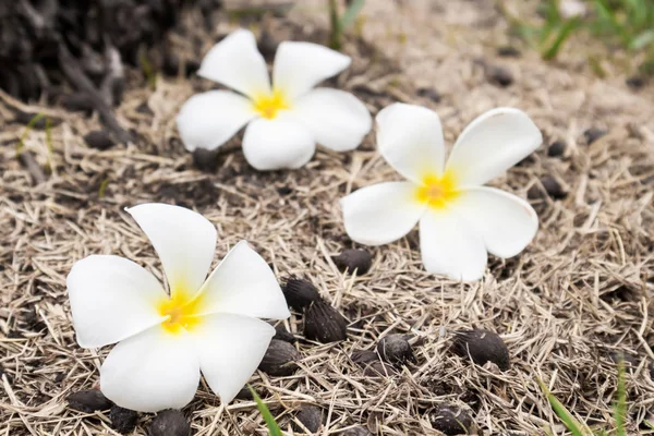 Plumeria kuru ot, seçici odak üzerinde