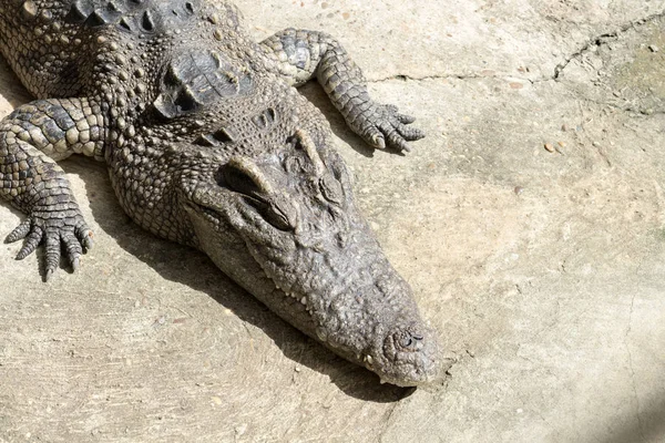 Closeup of crocodile with sun light — Stock Photo, Image
