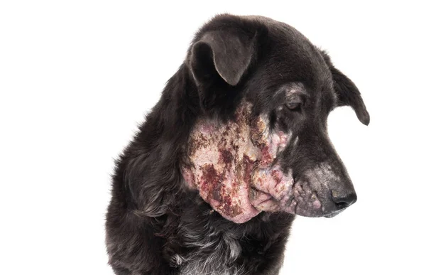 Nahaufnahme Gesicht von Hund krank Lepra Hautproblem mit weißem Hintergrund — Stockfoto