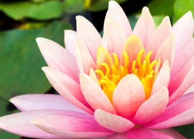 Tatlı tatlı pembe lotus çiçeği gölet üzerinde