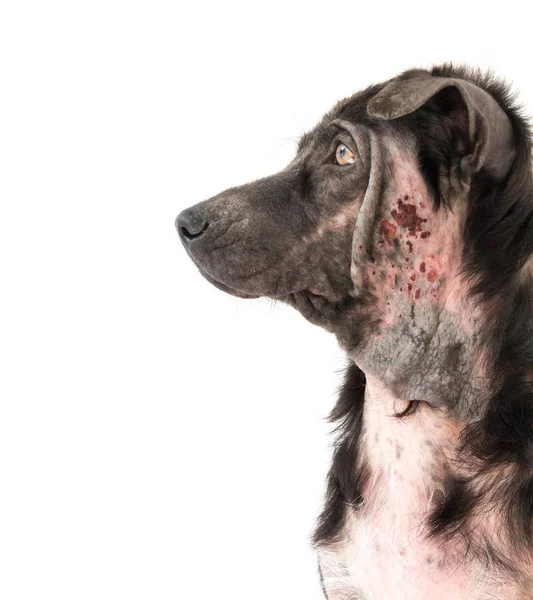 Wajah dekat anjing sakit kusta masalah kulit dengan latar belakang putih — Stok Foto