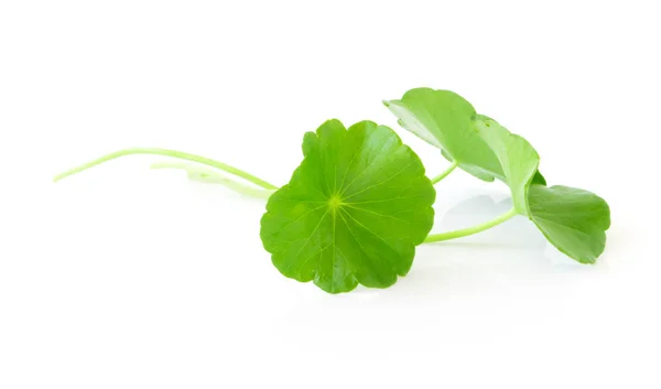 Closeup leaf of Gotu kola, Asiatic pennywort, Indian pennywort on white  background, herb and medical concept — Stock Photo, Image