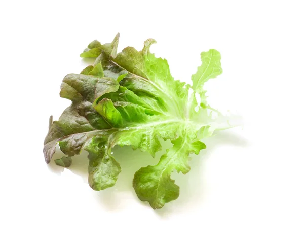 Fresco verde e viola lattuga insalata foglia vegetale su sfondo bianco — Foto Stock